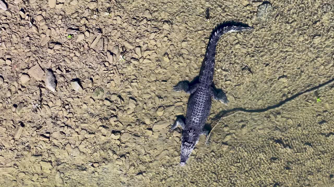 Drone captures a saltwater crocodile moving through a rocky riverbed in Port Douglas, Australia, under natural daylight
