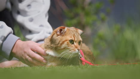 Dueño-De-Una-Mascota-Acariciando-A-Su-Gato,-Caminando-En-El-Patio-Trasero-De-La-Casa