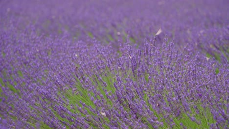 el campo de lavanda