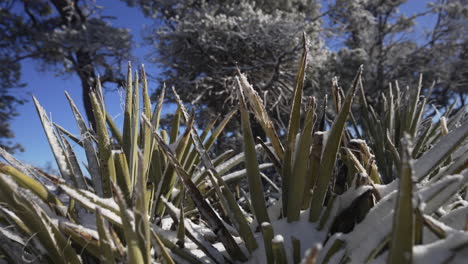 beautiful desert agave plants covered in snow in the winter on a sunny day in arizona