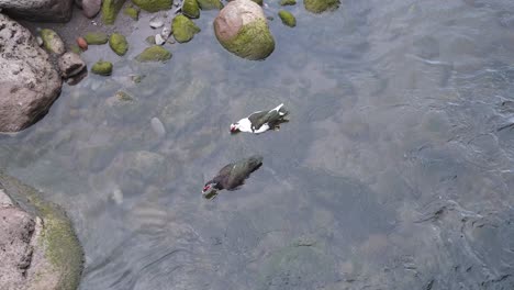 view of some wild colourful ducks swimming and feeding in a small pond in a river bed, cristal clear water running down