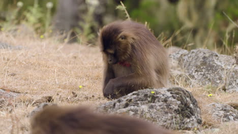 gelada monkey grazing in simien mountains national park, ethiopia - close up