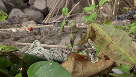 Dying-plants-from-plastic-slow-focus-change-zoom-out-4K-Asia,-Thailand-Filmed-with-Sony-AX700