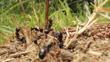 black ants cooperating movements outside nest and climbing dry grass, macro closeup