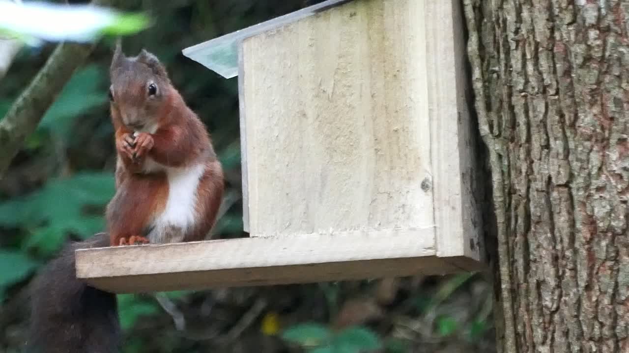 ardilla roja arbustiva protegida subiendo a la caja de alimentación del bosque y comiendo nueces y semillas
