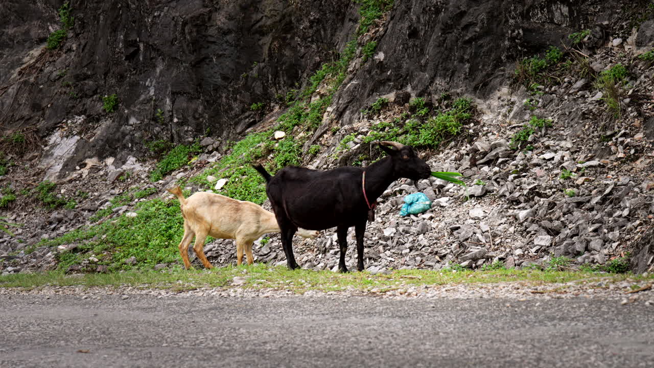 Kid Goat herd, roadside track, vegetation, rock, Asian farming industry