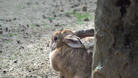 conejo europeo sentado y descansando bajo el árbol en el zoológico de niños del gran parque de seúl en gwacheon, seúl, corea del sur
