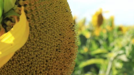 Beautiful-close-up-of-a-honey-bee-on-a-sunflower-with-the-field-in-the-background