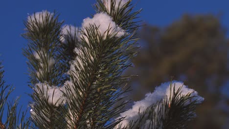 Pine-forest-in-winter