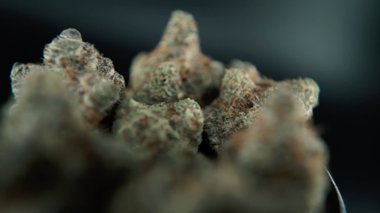 A macro detailed shot of a cannabis plant, hybrid orange strains, sativa ,marijuana flower, on a rotating stand, Full HD, super slow motion, 120 fps, studio lighting