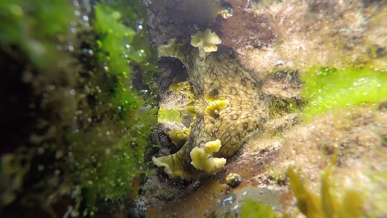 Slow motion video of a Sea Hare entering a ocean rock pool to graze on the soft fresh seaweed