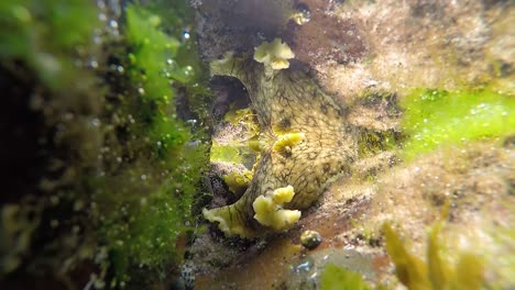 slow motion video of a sea hare entering a ocean rock pool to graze on the soft fresh seaweed
