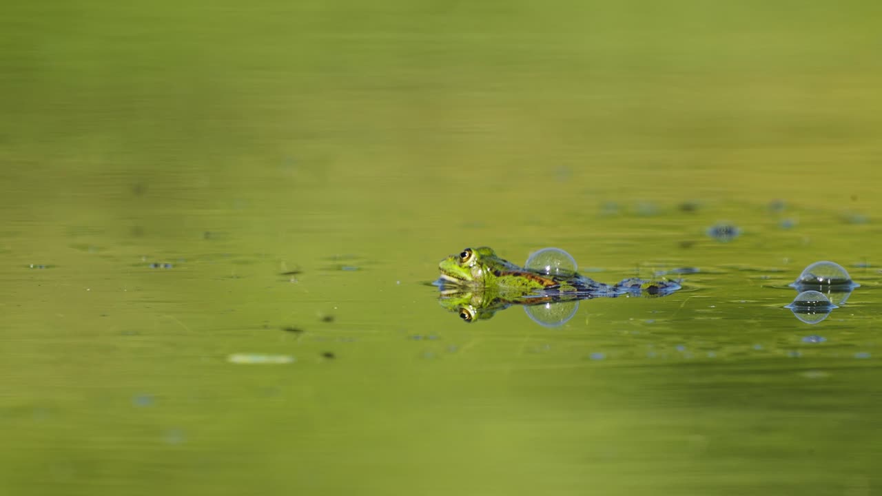 늪에서 녹색 개구리