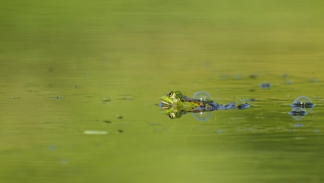 Rana-Verde-En-El-Pantano