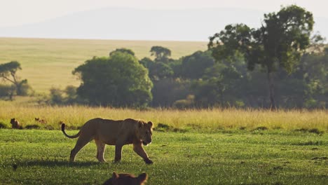 young lions walking through lush landscape at sunset, important masai mara north conservancy protecting animals from human interaction in maasai mara national reserve