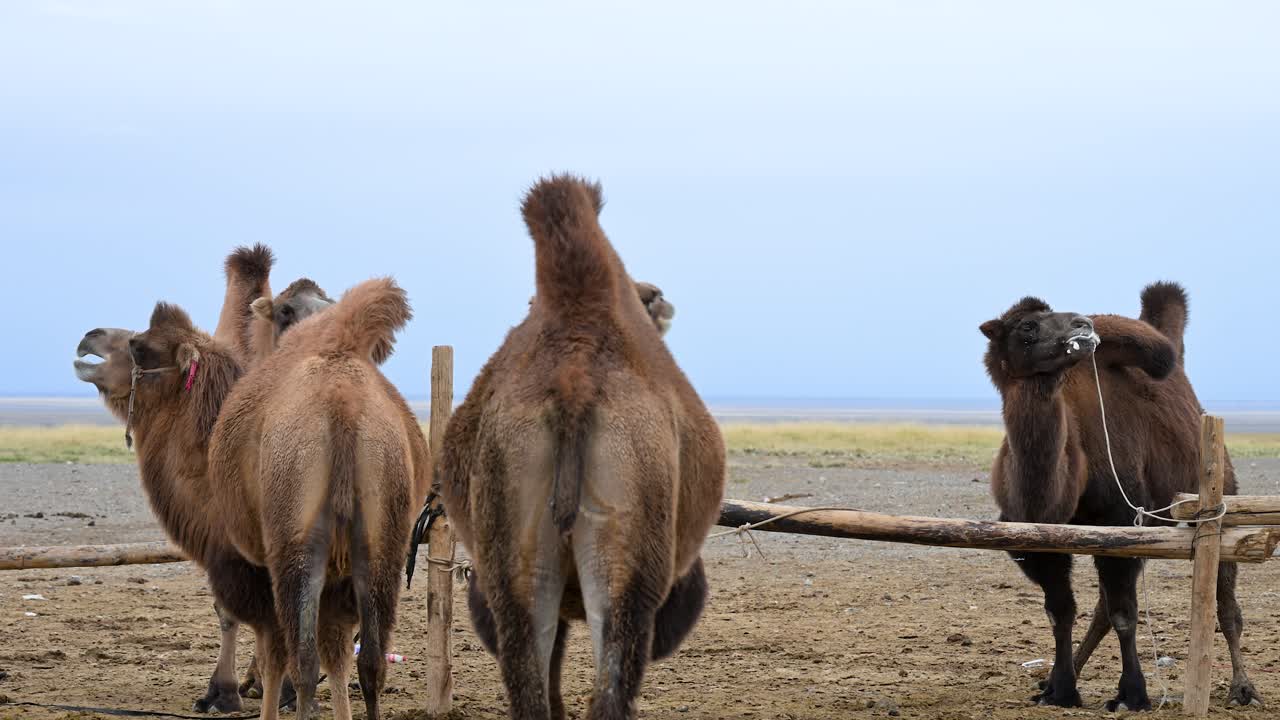 Camels behind a wooden fence