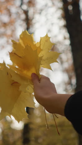 vista de cerca de una mano con ropa negra sosteniendo hojas de otoño amarillas vibrantes, dejándolas caer suavemente como filtros de luz solar a través de los árboles densos
