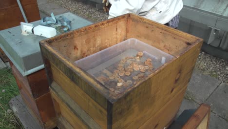 Beekeeper-showing-how-the-bees-can-be-fed-with-a-box-of-syrup-containing-cork-that-is-placed-carefully-inside-the-hive