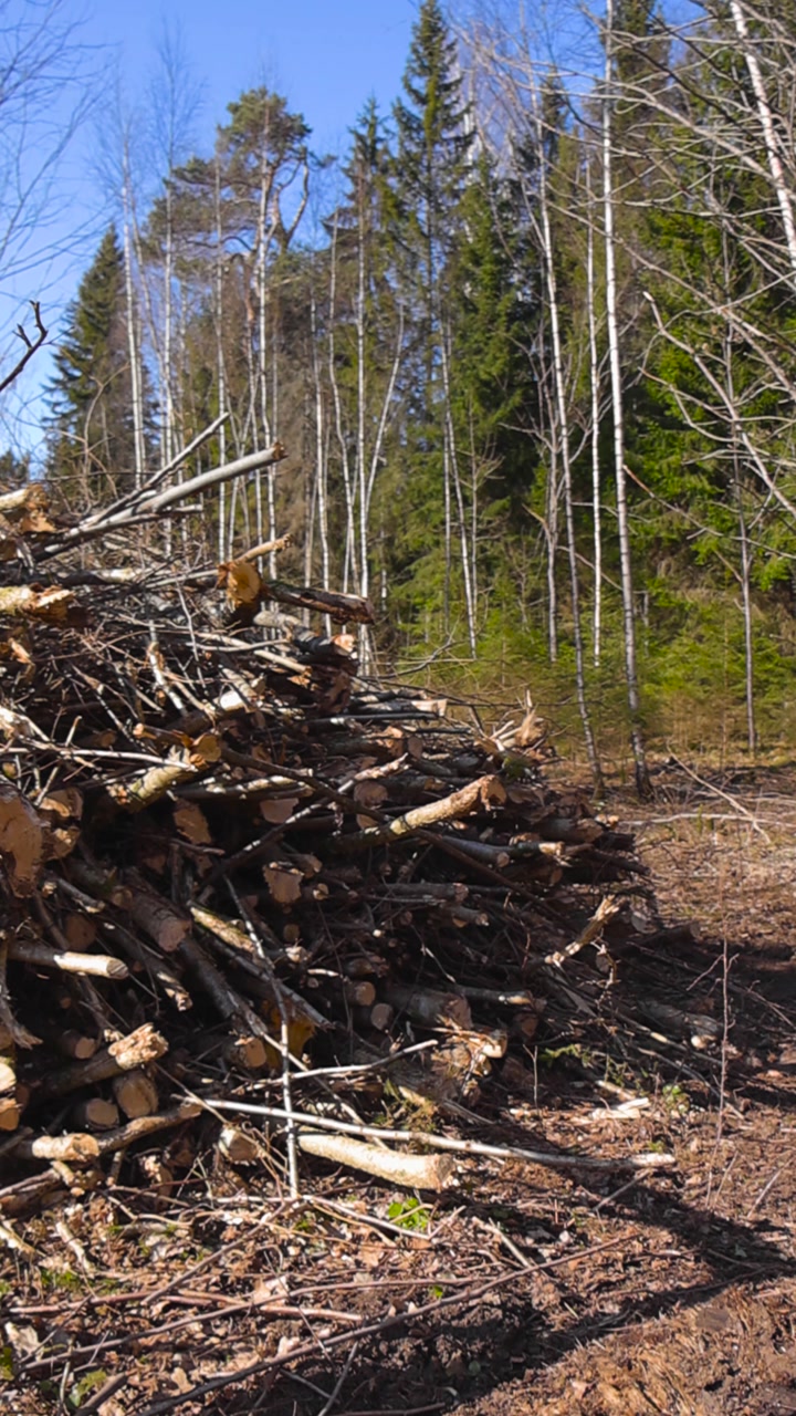 Huge pile of logged tree branches and trunks in a cleared forest area during spring, revealing the environmental impact of deforestation and the timber industry on the natural habitat