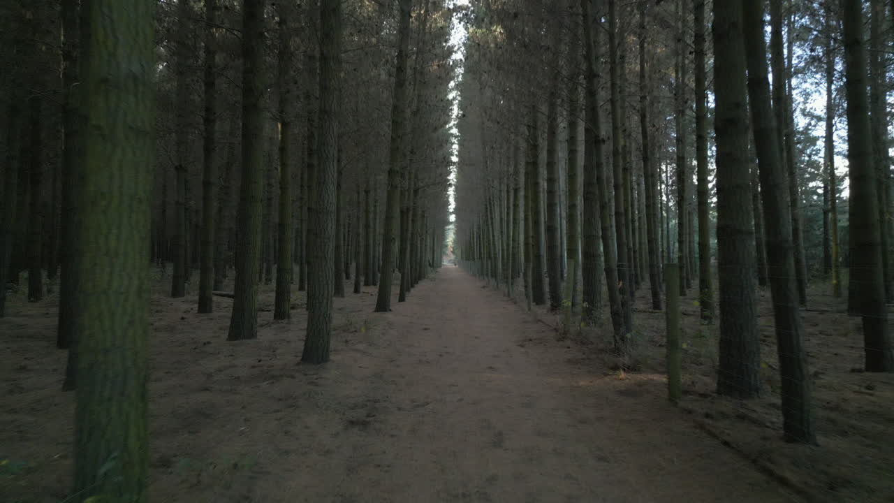 Straight Dirt Path Through a Dense Pine Forest