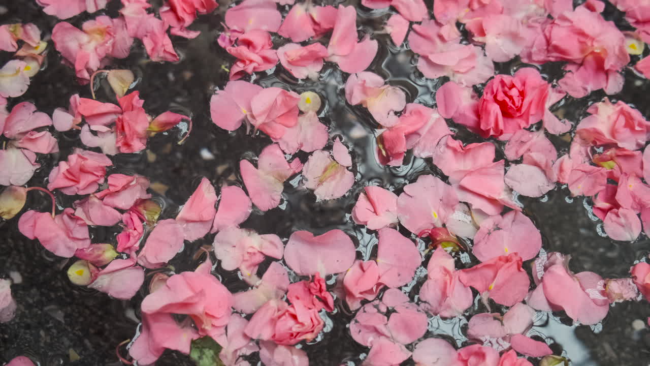 pétalos de rosa flotando en el agua