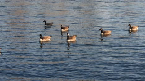 canada geese swimming in pond at golden hour