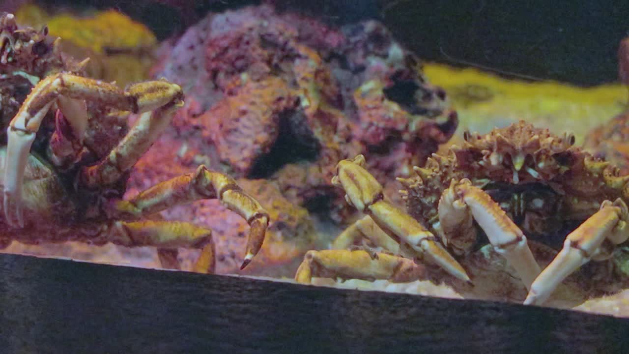 un par de hermosos y coloridos peces kakra en el acuario