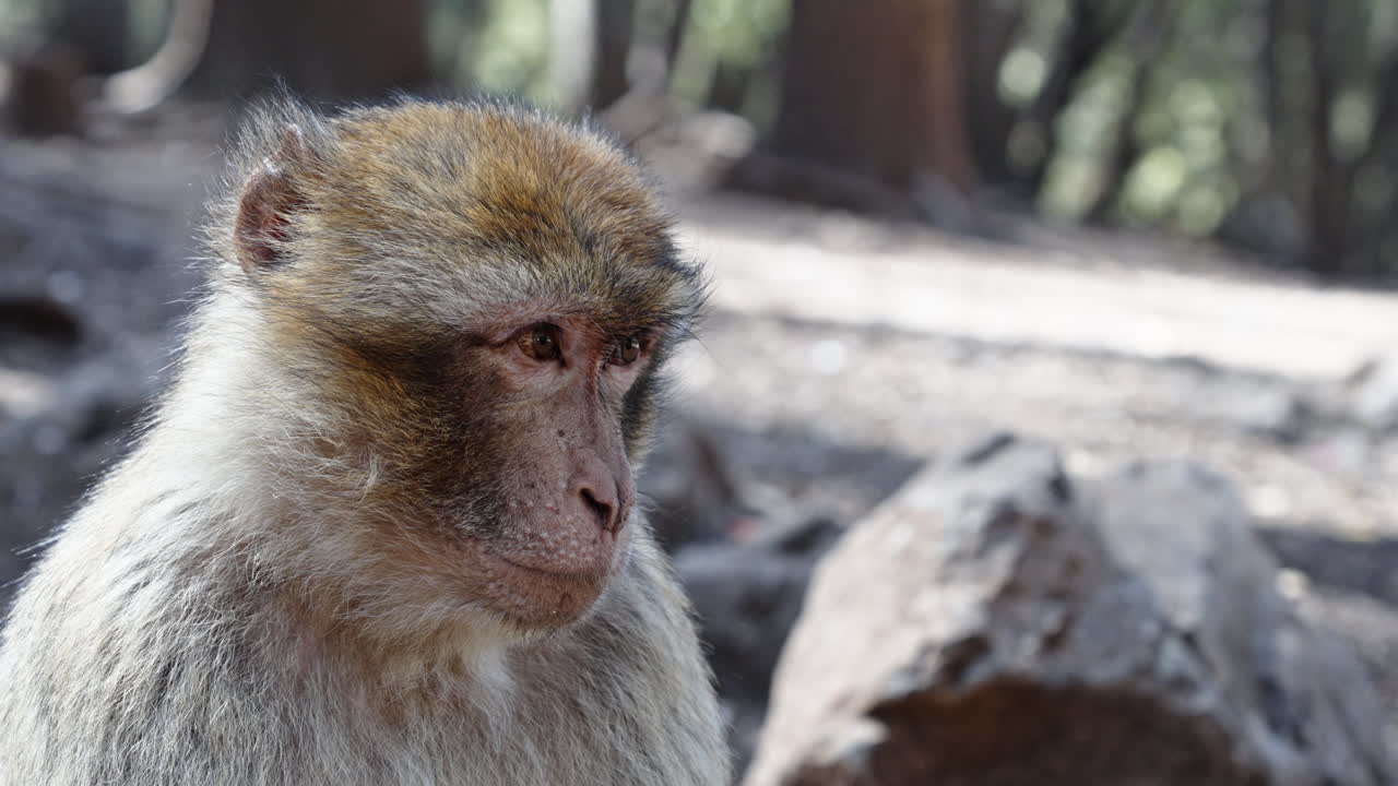 Close-up of a Barbary Macaque