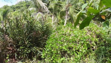 POV-of-a-hike-through-the-jungle-next-to-the-white-beaches-of-Anse-Coco,-Petit-Anse-and-Grand-Anse-on-La-Digue,-Seychelles