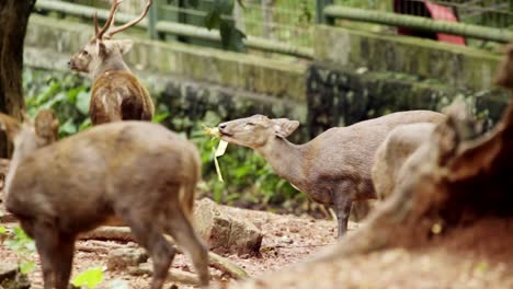 herd of bawean deers consuming food and standing in the zoo