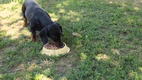 dachshund eating food on the grassland on a sunny day