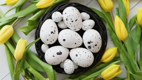 Beautiful-yellow-tulips-with-dotted-quail-and-chicken-eggs-in-nest-on-white