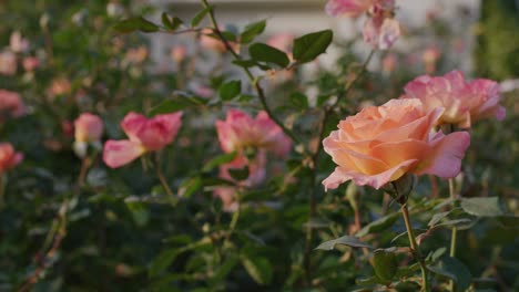 rose blowing in the breeze