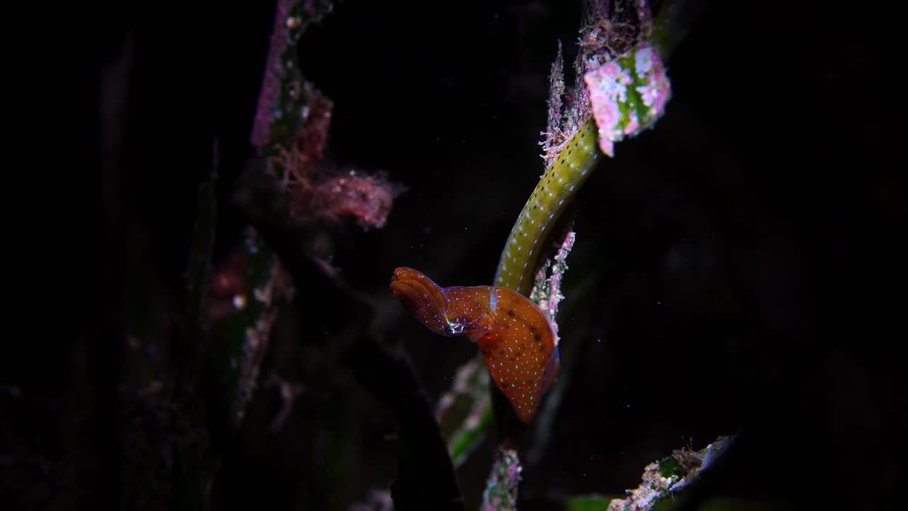 Southern Pygmy Squid Idiosepius notoides 4k 25fps