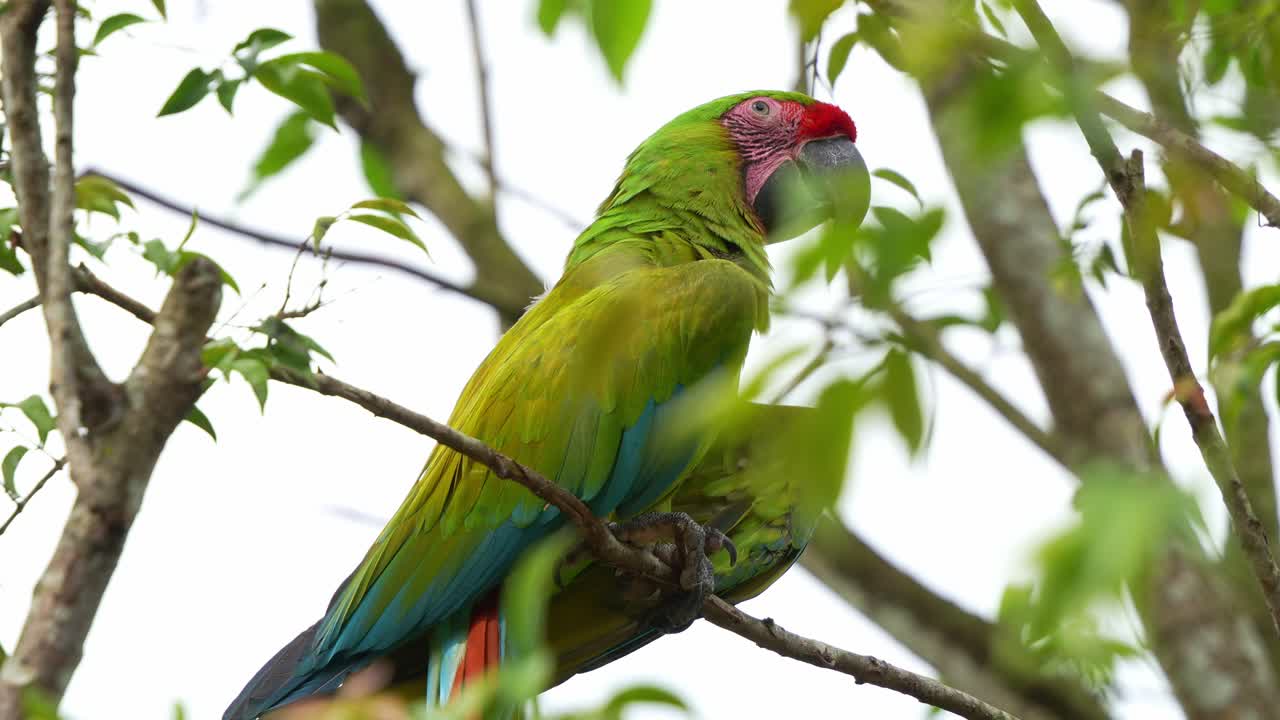Great green macaw perched on tree branch in its natural habitat, close up shot of a critically endangered bird species
