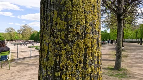 árbol con líquenes amarillos en el parque de parís