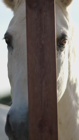 a white horse peeking through a wooden fence