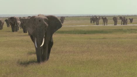 a large herd of african elephants migrate across amboceli national park in tanzania 1