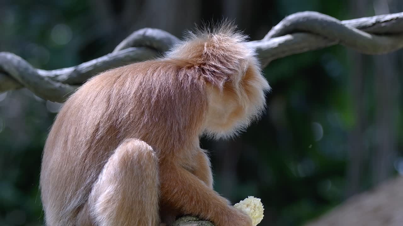 langur de java oriental comiendo su comida mientras está sentado en una rama de árbol