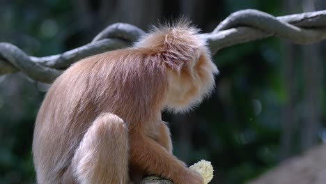 east javan langur eating its food while sitting on a tree branch