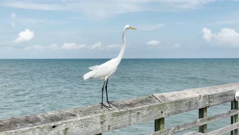 pájaro costero en el muelle con fondo azul del océano