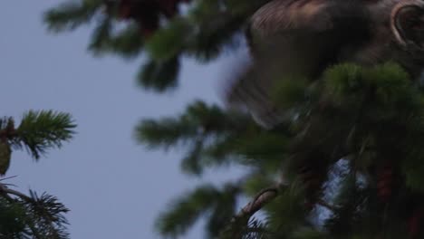 young owl turning around on branch outside in evening