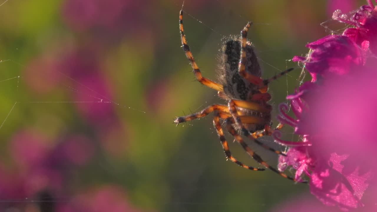 araña en una flor rosa
