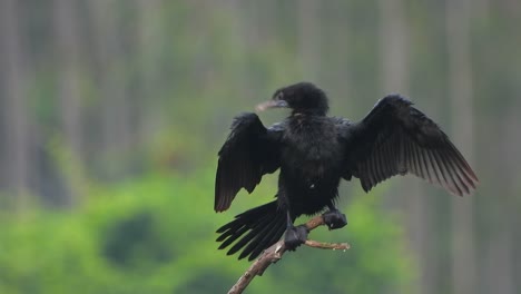 Kormoran-Im-Teich-Wartet-Auf-Gebet.