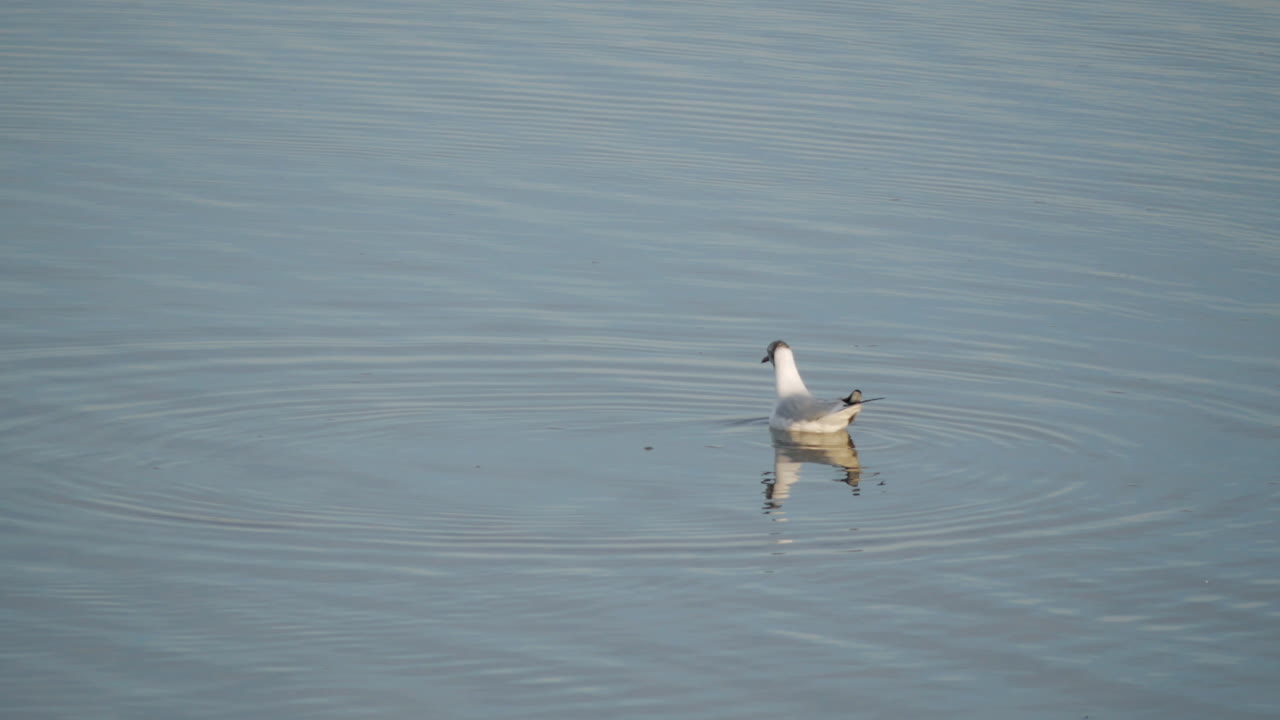 낮에 반사된 잔잔한 호수에서 물고기를 찾는 회색머리 갈매기