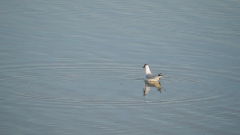 Gaviota-De-Cabeza-Gris-En-Busca-De-Peces-En-Un-Lago-Tranquilo-Con-Reflejo-Durante-El-Día