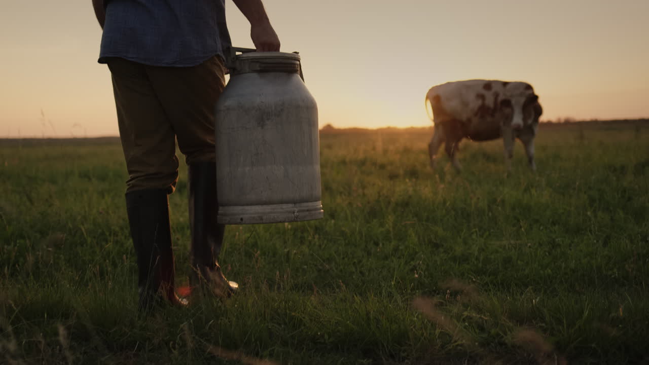 un granjero con una lata en la mano camina por un pasto hacia una vaca