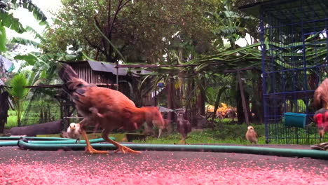 chickens pecking corn and pellets for breakfast