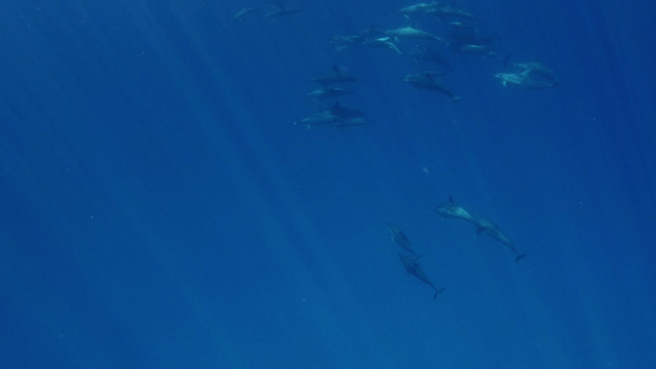 멀리 헤엄치는 아름다운 스피너 돌고래 들 의 무리 - 수중 사진