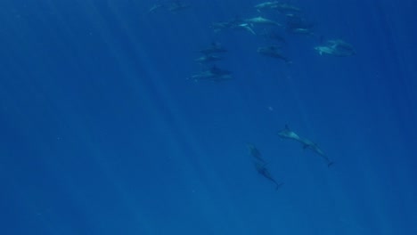 un grupo de hermosos delfines giradores nadando en la distancia - fotografía bajo el agua